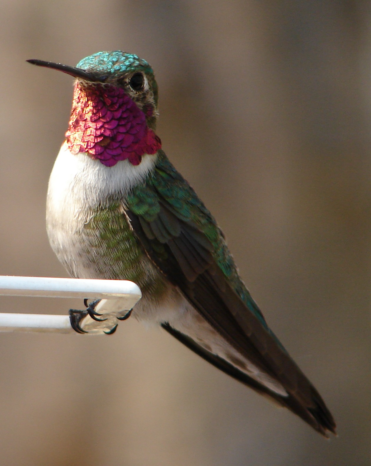 Hummingbird Watching